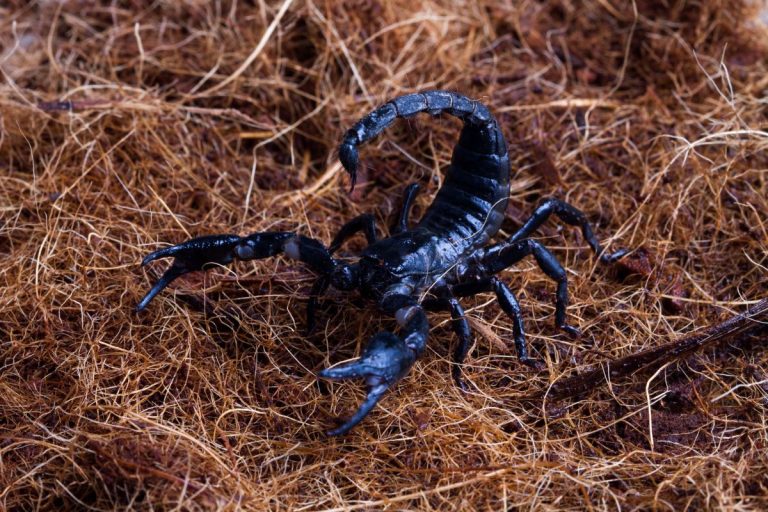 "Infestação de escorpiões na Praça das Pedras, Guarulhos, preocupa moradores e autoridades"