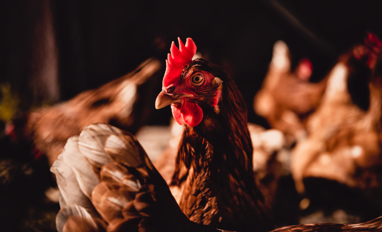 Ministério da Agricultura e Pecuária confirma primeiro foco de gripe aviária em granja comercial no Brasil