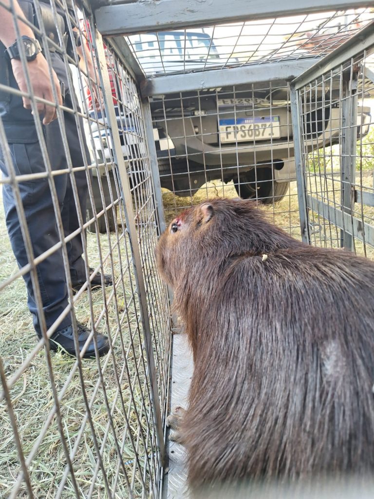 GCM resgata capivara de quase 100 kg no interior de uma empresa na Vila Nova Bonsucesso.