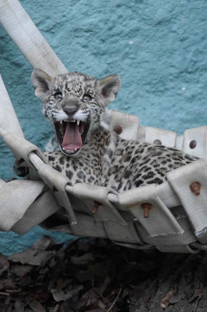 “Zoológico de Guarulhos recebe oncinhas resgatadas e convida população para batizar filhotes | Votação online”