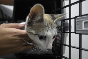 Protetores de Animais em Guarulhos: Cadastro até Segunda-Feira para Serviços Gratuitos