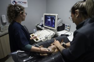 Clínica veterinária gratuita no Pimentas muda de endereço a menos de 200 metros do antigo local