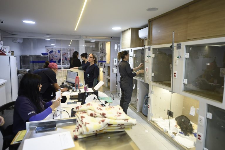 Clínica veterinária gratuita no Pimentas muda de endereço a menos de 200 metros do antigo local