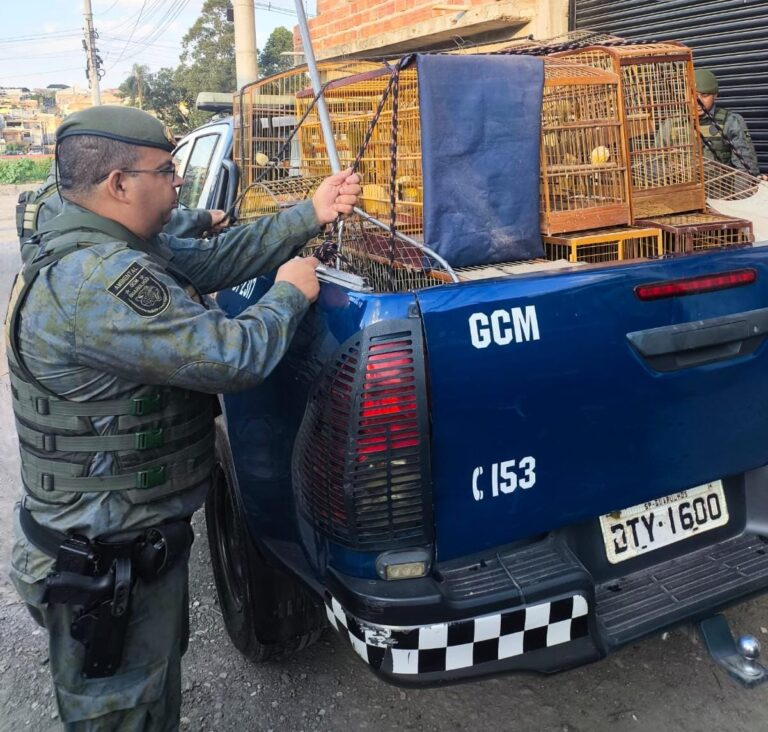 GCM prende homem por crime ambiental e apreende pássaros silvestres em cativeiro ilegal