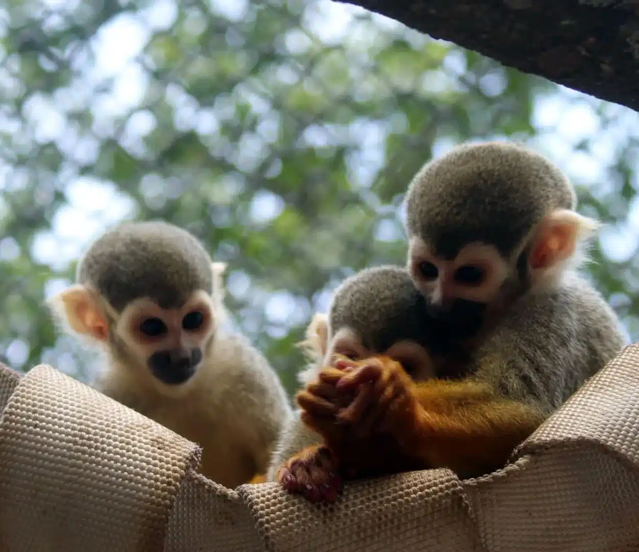 Zoológico de Guarulhos Convida para "Jornada dos Micos-de-Cheiro" na Semana da Criança