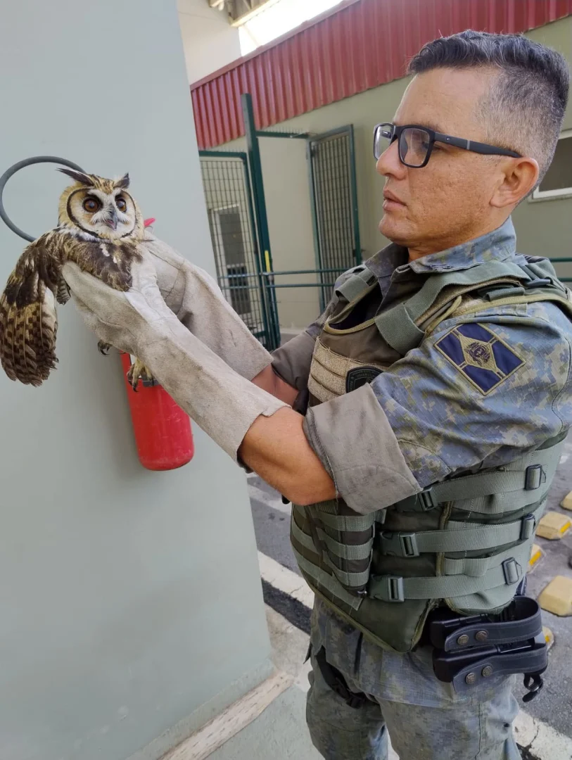 GCM de Guarulhos Resgata 780 Animais Silvestres em Ações Contra Cativeiro e Risco Urbano