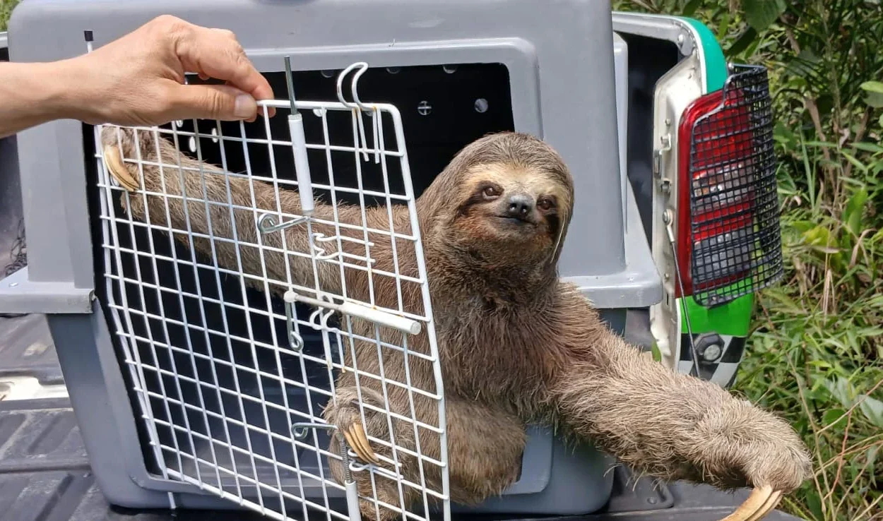 GCM de Guarulhos Resgata 780 Animais Silvestres em Ações Contra Cativeiro e Risco Urbano