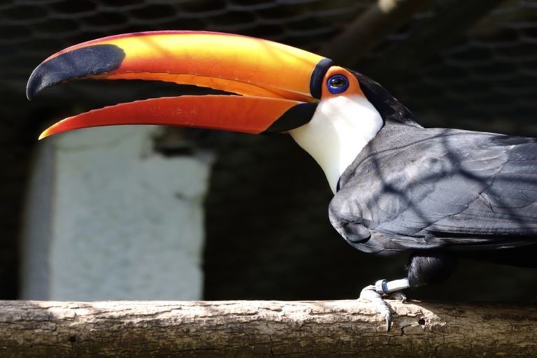 Conexão com a Natureza: Zoológico de Guarulhos abre inscrições para imersão sonora sobre aves da Mata Atlântica