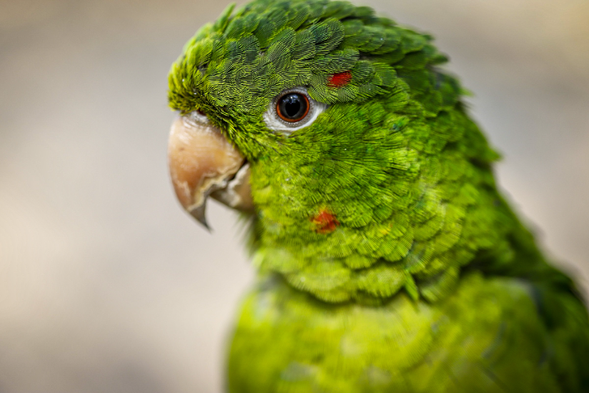 Conexão com a Natureza: Zoológico de Guarulhos abre inscrições para imersão sonora sobre aves da Mata Atlântica