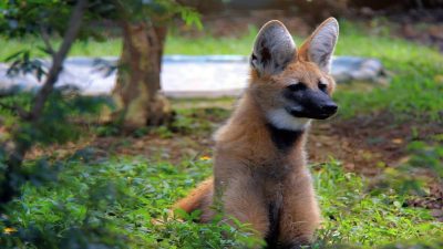 Mês do Meio Ambiente em Guarulhos: Bosque Maia e Zoológico recebem programação gratuita com foco em ESG e sustentabilidade