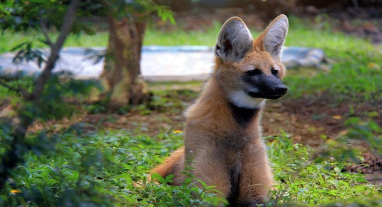 Mês do Meio Ambiente em Guarulhos: Bosque Maia e Zoológico recebem programação gratuita com foco em ESG e sustentabilidade