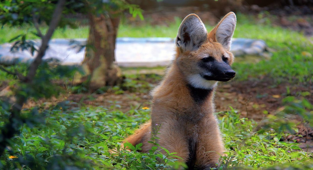 Mês do Meio Ambiente em Guarulhos: Bosque Maia e Zoológico recebem programação gratuita com foco em ESG e sustentabilidade