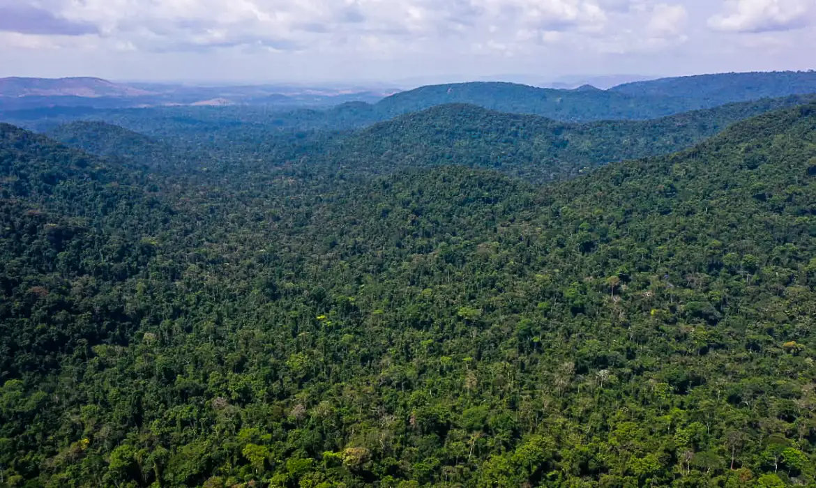 Desmatamento na Amazônia cai 36,87% no último ano