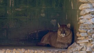 Zoológico de Guarulhos encerra Circuito da Sussuarana nesta quinta (27)