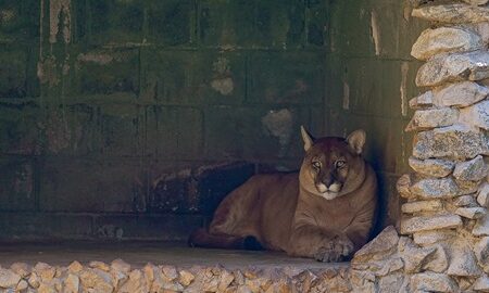 Zoológico de Guarulhos encerra Circuito da Sussuarana nesta quinta (27)