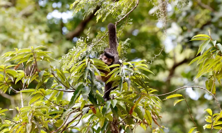 entidade-cobra-compromisso-de-candidatos-com-direitos-da-natureza