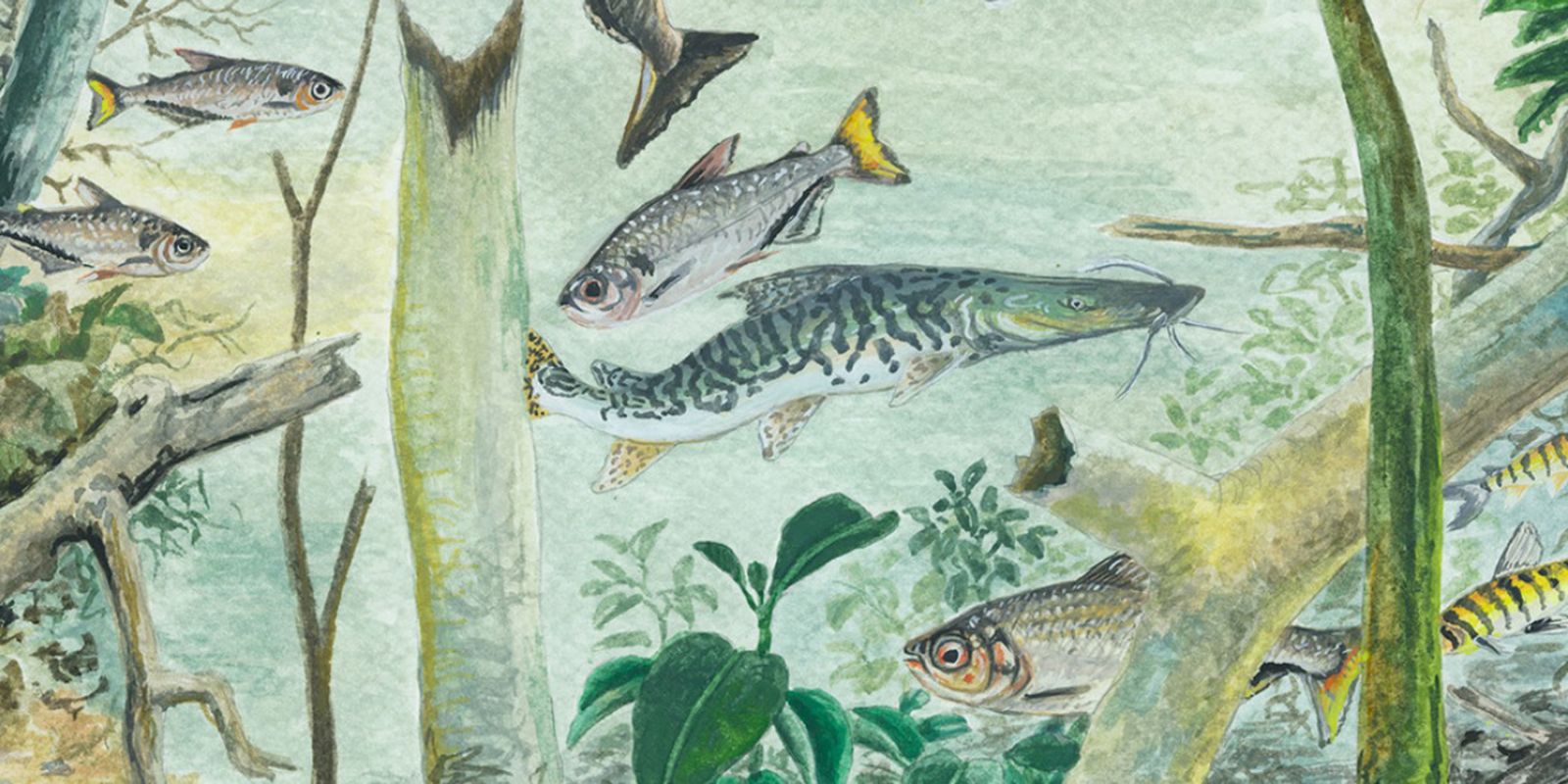 Estudo revela que Amazônia abriga mais de 2,7 mil espécies de peixes