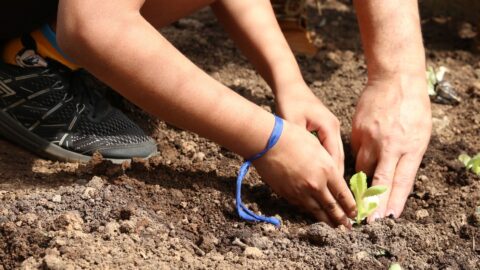 Entidades de São Paulo pedem apoio de candidatos à agroecologia