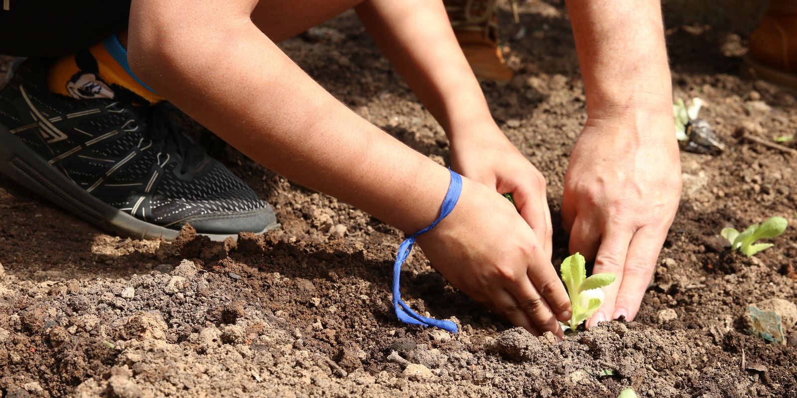 Entidades de São Paulo pedem apoio de candidatos à agroecologia