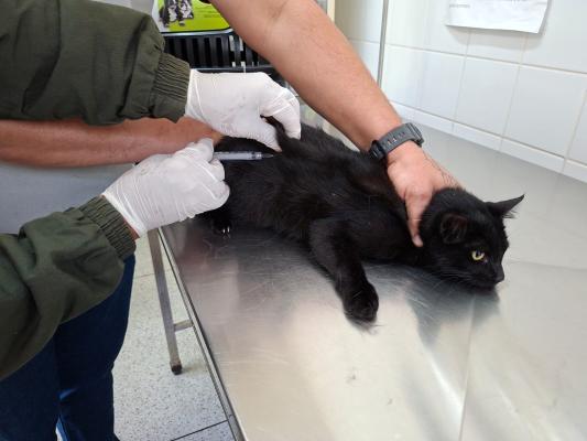 Guarulhos inicia vacinação antirrábica de cães e gatos no CCZ