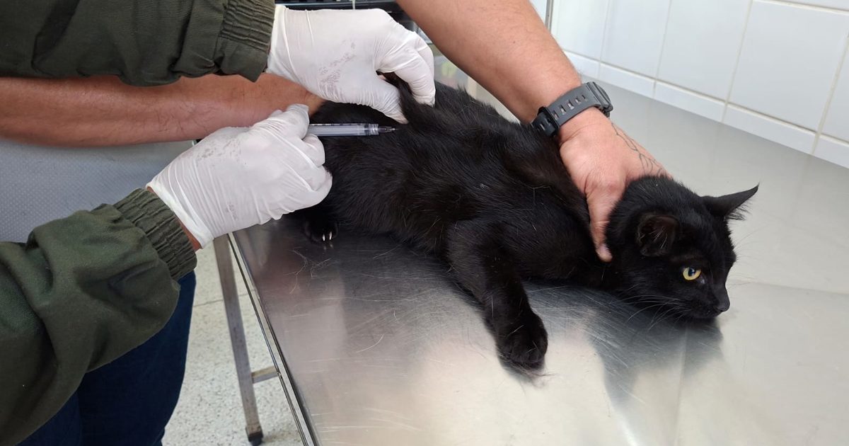 CCZ de Guarulhos realiza vacinação antirrábica de cães e gatos nesta quinta-feira